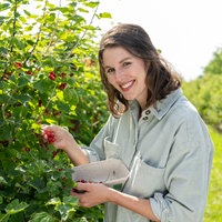 Inga Flachmeier pflückt Beeren vom Strauch. 