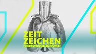 Heart and lungs. Historical anatomical artwork of the human heart and lungs, seen from the front.