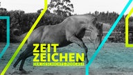 Ein Trakehner-Fuchs buckelt in einem Auslauf