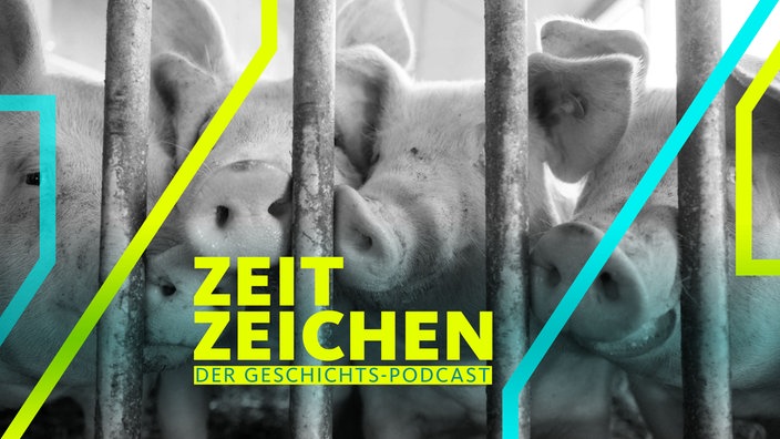 Schweine stehen in einem Schweinestall