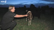 Christine streichelt in der Abenddämmerung ein Schaf