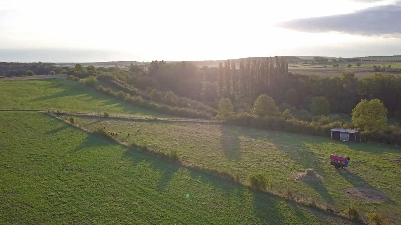 Vogelperspektive auf eine Wiese mit Schafen, eine sanft-wellige Landschaft im Morgenlicht