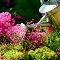 Eine Gießkanne gießt Wasser auf eine Ansammlung an Blumen im Garten