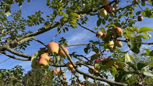Ein von Sonne beschienener Apfel