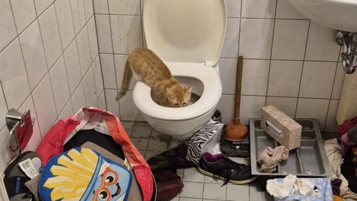 Eine Katze sitzt in einer Toilette, um sie herum liegt Müll im Badezimmer verstreut 