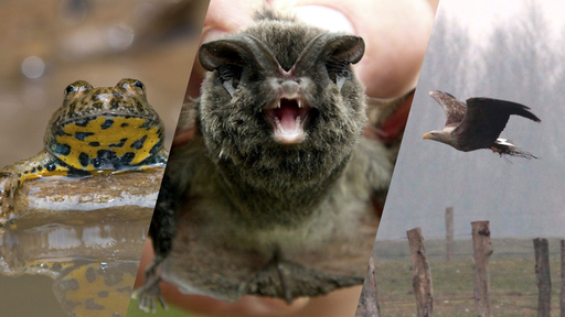 Artenschutz Collage 