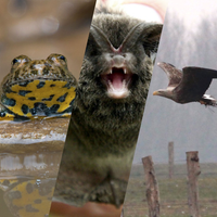 Artenschutz Collage 