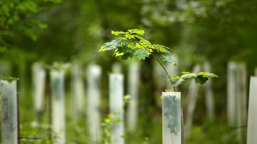 In einem Waldgebiet wurden junge Eichen-Setzlinge gepflanzt