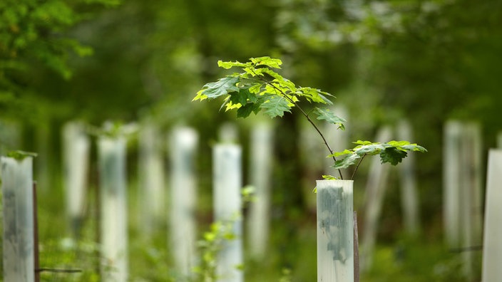 In einem Waldgebiet wurden junge Eichen-Setzlinge gepflanzt
