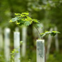 In einem Waldgebiet wurden junge Eichen-Setzlinge gepflanzt