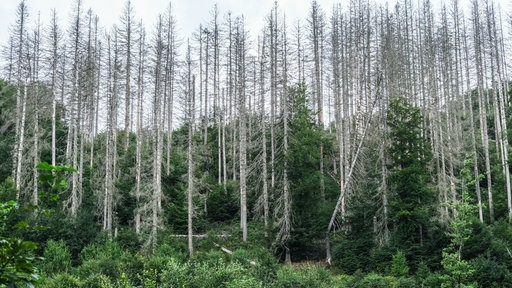 Junge Buchen wachsen im Nationalpark Eifel unter abgestorbenen Fichten. 