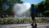 Ein Gärtner gießt die Blumen in einem Beet in der Innenstadt