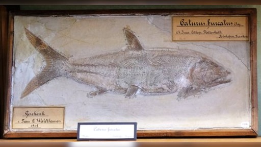Fossiler Fisch Caturus Furcatus