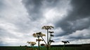 Ein Gemeiner Bärenklau vor dunklen Wolken