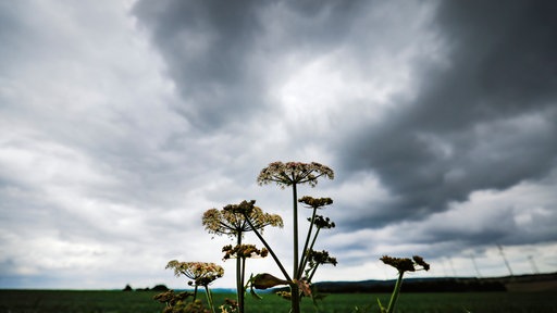 Ein Gemeiner Bärenklau vor dunklen Wolken