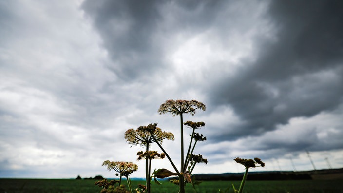 Ein Gemeiner Bärenklau vor dunklen Wolken