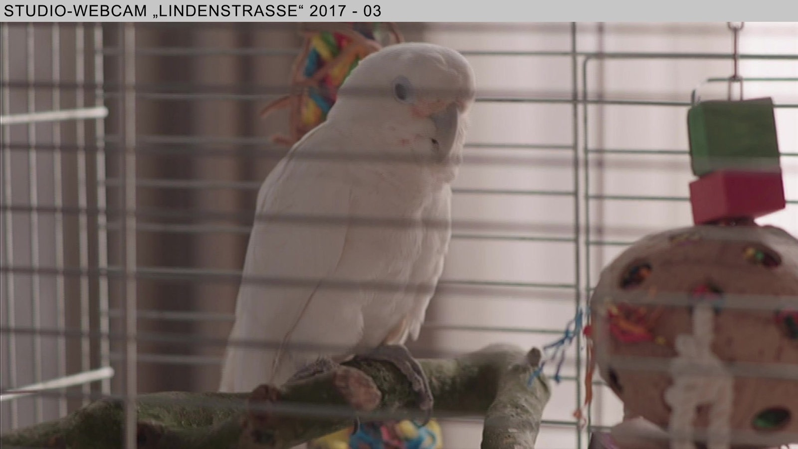 Wochenschau Nr. 07|2017