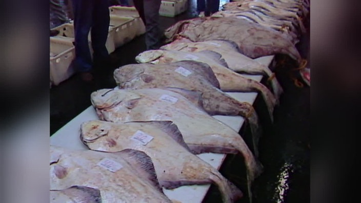Gesundheitsschädliche Wurmlarven in Fischen (1987) 