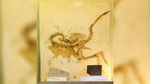 Fossiler Dinosaurier Compsognathus