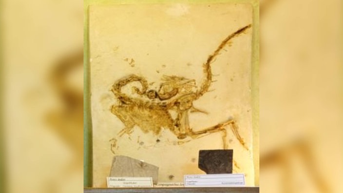 Fossiler Dinosaurier Compsognathus