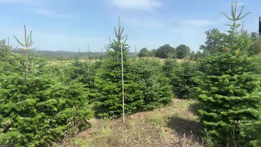 Viele heranwachsende Tannen auf einer Tannenplantage