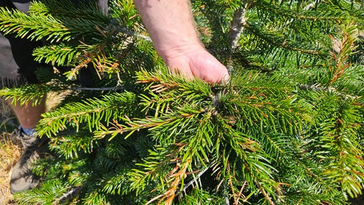 Trockene Weihnachtsbäume durch die anhaltende Dürre
