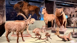 Mehrere Exponate stehen auf einer Ausstellungsfläche, zu sehen ist zum Beispiel ein Bär und ein Pferd
