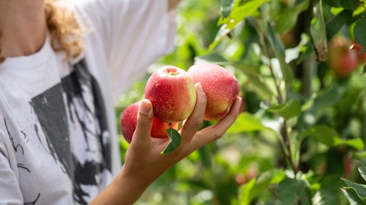 Ravensburg: Erntehelfer pflücken auf einer Apfelplantage des Obstbauer Heilig