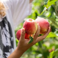 Ravensburg: Erntehelfer pflücken auf einer Apfelplantage des Obstbauer Heilig
