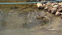 Der niedrige Wasserstand hat ein altes Fahrrad zum Vorschein gebracht