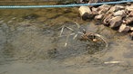 Der niedrige Wasserstand hat ein altes Fahrrad zum Vorschein gebracht