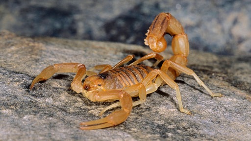 Ein Mittelmeerskorpion sitzt auf einem Fels