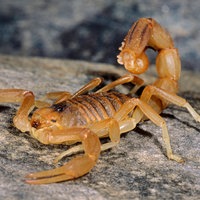 Ein Mittelmeerskorpion sitzt auf einem Fels