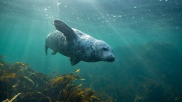 Eine Kegelrobbe schwimmt durch klares, grünlich schimmerndes Wasser.