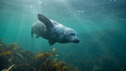 Eine Kegelrobbe schwimmt durch klares, grünlich schimmerndes Wasser.