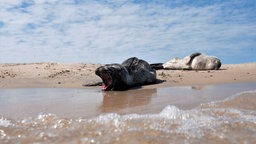 Ein Seehund macht sich auf den Weg ins Wasser, um sich abzukühlen.