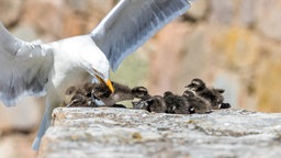 Eine Möwe schnappt sich ein Eiderentenküken.