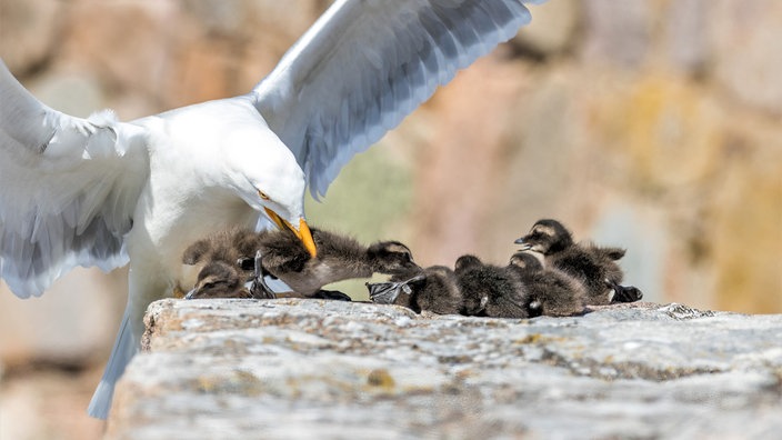Eine Möwe schnappt sich ein Eiderentenküken.