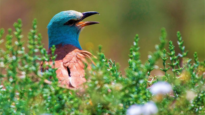 Bunt gefärbte Blauracke mit türkisblauem Kopf und rostrotem Gefieder sitzt in mediterraner Vegetation.
