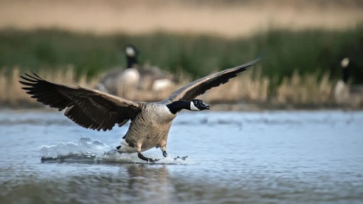 Eine Kanadagans landet mit weit ausbebreiteten Flügeln auf dem Wasser.