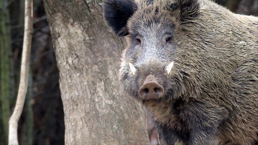 Ein großes männliches Wildschwein, ein Keiler, steht an einem Baum und schaut direkt in die Kamera.