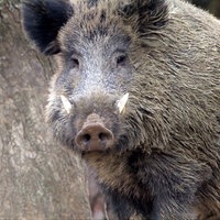 Ein großes männliches Wildschwein, ein Keiler, steht an einem Baum und schaut direkt in die Kamera.