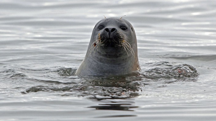 Großaufnahme eines Seehundes, der seinen Kopf aus dem Wasser streckt.