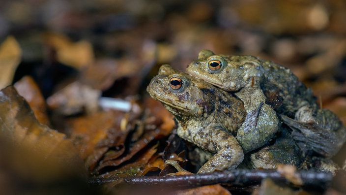 Ein Krötenpärchen am verlaubten Boden