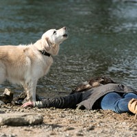 Ein Hund steht an einem Flussufer und bellt neben einer leblos am Boden liegenden Person