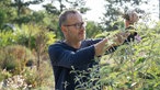 Markus Gaißl schneidet eine Pflanze ab. 