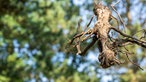Hangende Baumwurzel im Garten von Markus Gaißl.