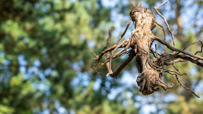 Hangende Baumwurzel im Garten von Markus Gaißl.