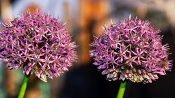 Allium