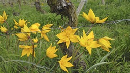 Wildtulpen